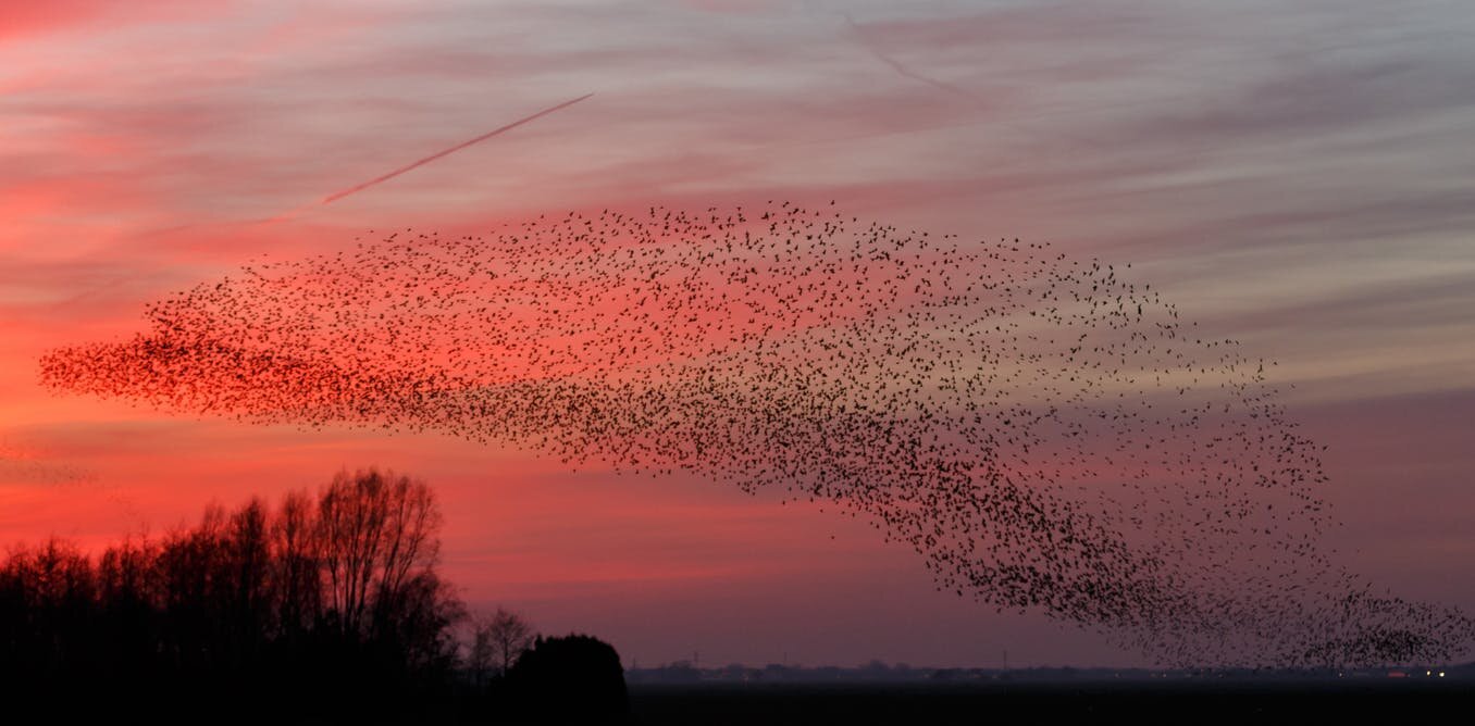 Murmuration